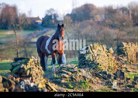 Pony grasen in einem Feld in den frühen Morgen, einer über eine stürzte trockene Steinmauer Stockfoto