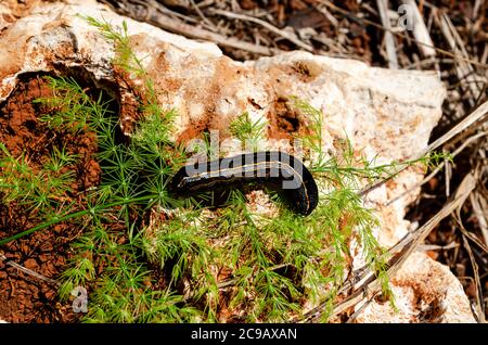 Armyworm Auf Aspargus Fern Stockfoto