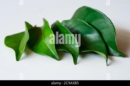 Indonesisches Lorbeerblatt oder indisches Lorbeerblatt auf weißem Hintergrund. Stockfoto