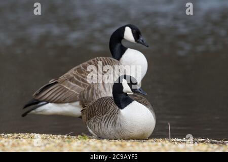 Zwei Kanadagänse, die am Ufer eines Sees sitzen Stockfoto