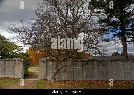 Der Baum ohne Blätter ist vorne, und der alte Steinzaun ist dahinter Stockfoto