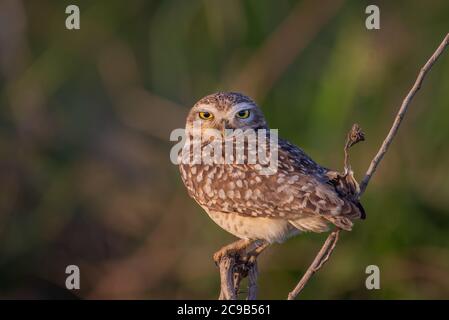 Die grabende Eule (Athene cunicularia) thront auf einem Ast und starrt den Betrachter an. Stockfoto