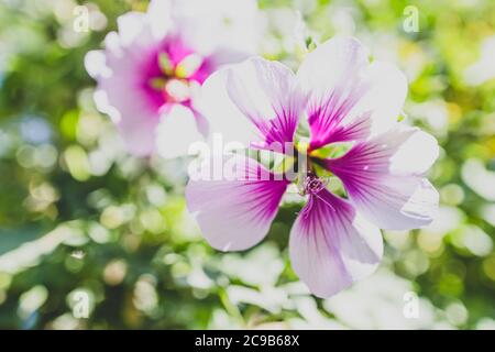 Nahaufnahme von Hibiscus syriacus althea Rose von sharon Blume (auch Aphhrodite Hibiscus genannt) mit lila und weißen Blüten im Freien im sonnigen backy aufgenommen Stockfoto