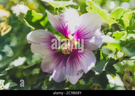 Nahaufnahme von Hibiscus syriacus althea Rose von sharon Blume (auch Aphhrodite Hibiscus genannt) mit lila und weißen Blüten im Freien im sonnigen backy aufgenommen Stockfoto