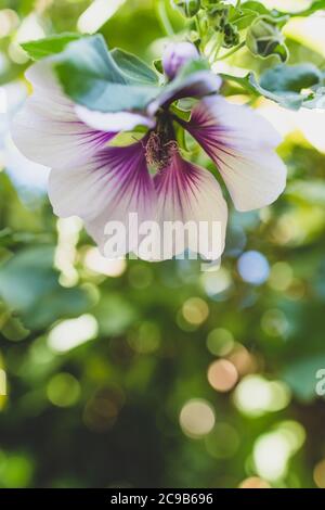 Nahaufnahme von Hibiscus syriacus althea Rose von sharon Blume (auch Aphhrodite Hibiscus genannt) mit lila und weißen Blüten im Freien im sonnigen backy aufgenommen Stockfoto