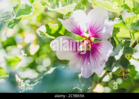 Nahaufnahme von Hibiscus syriacus althea Rose von sharon Blume (auch Aphhrodite Hibiscus genannt) mit lila und weißen Blüten im Freien im sonnigen backy aufgenommen Stockfoto