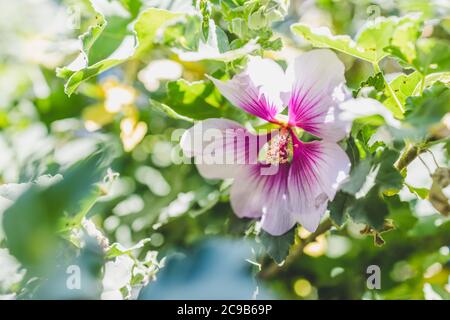 Nahaufnahme von Hibiscus syriacus althea Rose von sharon Blume (auch Aphhrodite Hibiscus genannt) mit lila und weißen Blüten im Freien im sonnigen backy aufgenommen Stockfoto