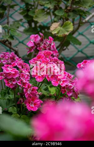 Schöne rosa Pelargonium Blüten in einem Topf. Sommerhaus Garten und Floristik, geeignetes Klima für die Zucht von Blumenbeeten. Stockfoto