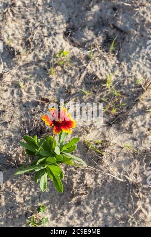 Avon, Outer Banks, North Carolina. Gaillardia pulchella (Indian Blanketflower, Indian Blanket), Feuerrad) in Sandboden. Stockfoto
