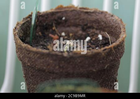 Cannabiskeimling wird im Boden begonnen Stockfoto