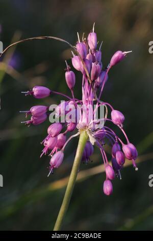 Allium carinatum subsp. Pulchellum, Allium cirrhosum. Wildpflanze im Sommer erschossen. Stockfoto