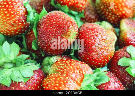 Hintergrund von frisch geernteten Erdbeeren Stockfoto