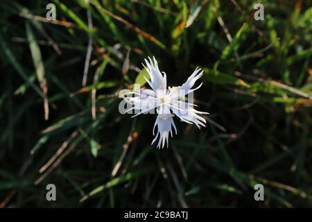 Dianthus petraeus - Wilde Pflanze im Sommer erschossen. Stockfoto