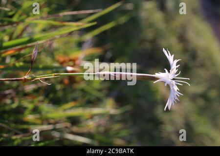 Dianthus petraeus - Wilde Pflanze im Sommer erschossen. Stockfoto