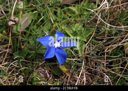 Gentiana verna, Frühling Gentian. Wildpflanze im Sommer erschossen. Stockfoto