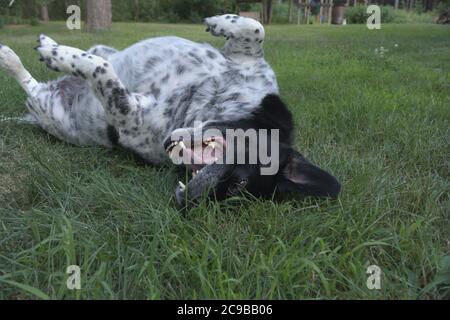 Süßer Hund, der im Gras herumrollt und glücklich ist Stockfoto