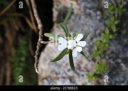 Iberis sempervirens, Evergreen Candytuft, Wildpflanze im Sommer erschossen. Stockfoto