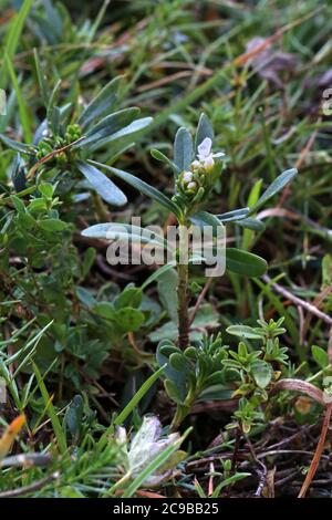 Iberis sempervirens, Evergreen Candytuft, Wildpflanze im Sommer erschossen. Stockfoto