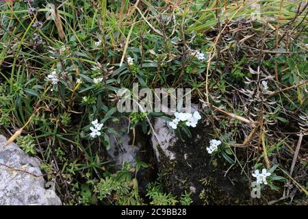 Iberis sempervirens, Evergreen Candytuft, Wildpflanze im Sommer erschossen. Stockfoto
