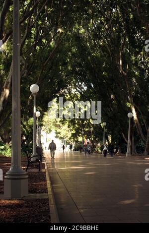 Hügel-Weidenfeigenbäume (Ficus macrocarpa var. hillii) säumen die Promenade, die durch den Hyde Park im Zentrum von Sydney, New South Wales, Australien führt. Stockfoto