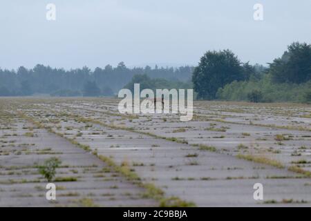 Hirsche gehen über verlassenen Flughafen Stockfoto