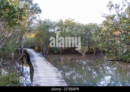 Gehweg durch den Mangrovenwald. Wanderweg zu den Haruru Falls. Paihia, Nordinsel, Neuseeland Stockfoto