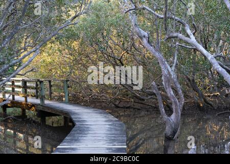 Gehweg durch den Mangrovenwald. Wanderweg zu den Haruru Falls. Paihia, Nordinsel, Neuseeland Stockfoto