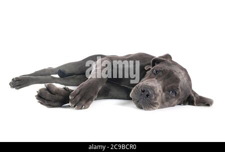 Welpen Deutsche Dogge vor weißem Hintergrund Stockfoto