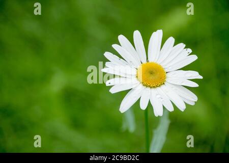 Schönheitswiese. Abstrakte natürliche Hintergründe für Ihr Design.Süße Gänseblümchen auf der Wiese. Gänseblümchen bei Sonnenaufgang. Blühende Kamille. Speicherplatz kopieren Stockfoto