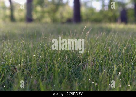 Gras unter Sonnenlicht mit Morgentau Stockfoto