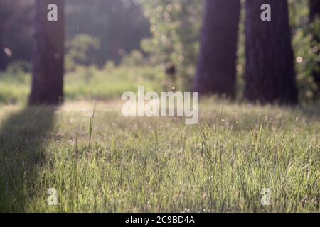 Gras unter Sonnenlicht mit Morgentau Stockfoto