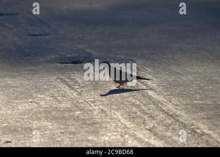 Taube, die auf Beton läuft Stockfoto