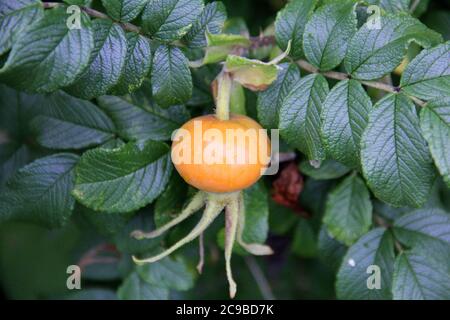 Hagebutten, Früchte und Blätter auf einem Busch - Coastal Maine, USA, Juli 2020 Stockfoto