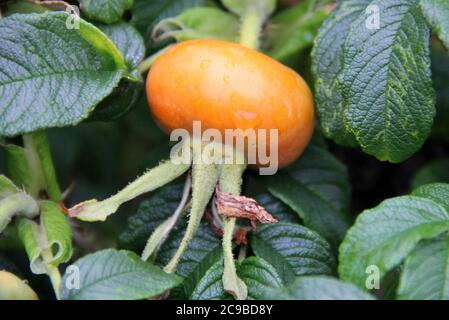 Hagebutten, Früchte und Blätter auf einem Busch - Coastal Maine, USA, Juli 2020 Stockfoto