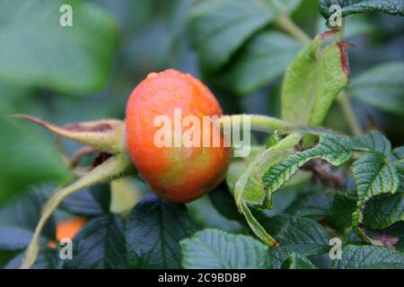 Hagebutten, Früchte und Blätter auf einem Busch - Coastal Maine, USA, Juli 2020 Stockfoto