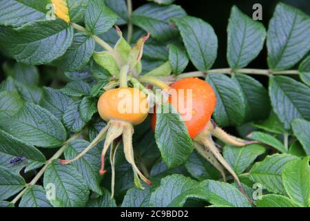 Hagebutten, Früchte und Blätter auf einem Busch - Coastal Maine, USA, Juli 2020 Stockfoto