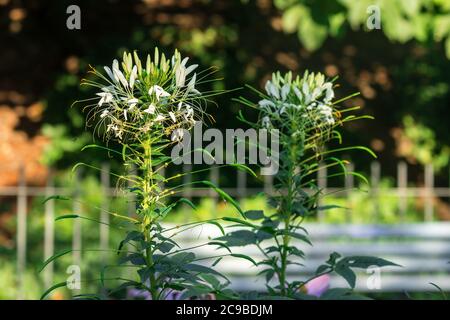 Cleome Spinosa oder auch White Spider Blume im Garten oder Park, am frühen Morgen im Sommer. Stockfoto