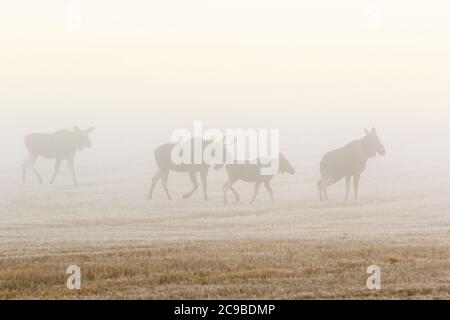 Elchschar, der im Herbstnebel auf einem Feld läuft Stockfoto