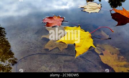 Verschiedene tote Baumblätter in Herbstfarben auf dem Wasser schweben Oberfläche mit Baumstamm Reflexionen.Gelbe Blätter auf dem Wasser schwimmen Mit Reflexion in Stockfoto