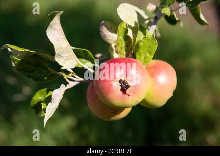 Detail eines Baumes mit Äpfeln in der Natur Stockfoto