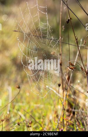 Spinnennetz im Tau tropft auf einem Herbstbusch. Sanfter natürlicher Herbsthintergrund. Die Anmut und Schwerelosigkeit eines feinen Netzes. Selektiver Fokus und verschwommene b Stockfoto