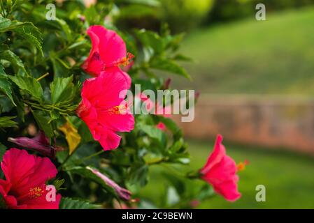 Rote Hibiskus-Blumen auf grünem verschwommenem Hintergrund. Tropischer Garten. Stockfoto