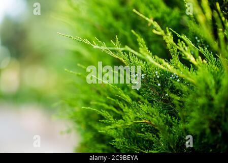 Juniper Niederlassung. Nahaufnahme mit unscharfem Hintergrund. Hintergrund Der Struktur Von Juniper Tree. Immergrüne Nadelholz Wacholder Leuchtend Grüne Farbe Oberfläche. Stockfoto