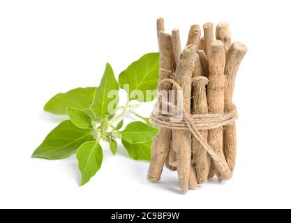 Wurzel Withania somnifera, allgemein bekannt als Ashwagandha, Indischer Ginseng, Gift Stachelbeere oder Winter cherry Stockfoto