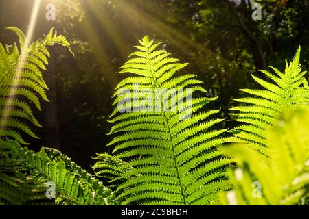 Farnblatt im Wald von den Strahlen der Sonne beleuchtet. Dunkler Hintergrund. Natürliches Konzept. Stockfoto