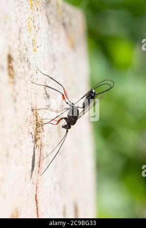 Schlupfwespe an Niströhre von Mauer-Lehmwespe (Ancistrocerus nigricornis), Weibchen sticht mit Legebohrer durch den Nestverschluss der Lehmwespe, Sten Stockfoto