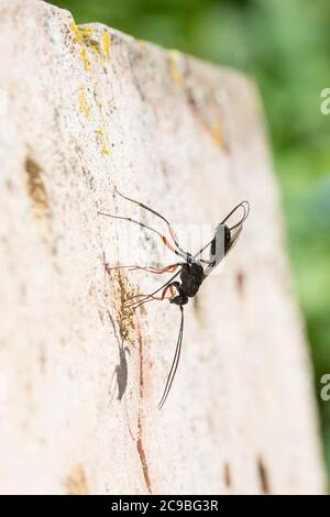 Schlupfwespe an Niströhre von Mauer-Lehmwespe (Ancistrocerus nigricornis), Weibchen sticht mit Legebohrer durch den Nestverschluss der Lehmwespe, Sten Stockfoto