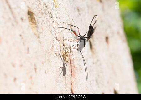 Schlupfwespe an Niströhre von Mauer-Lehmwespe (Ancistrocerus nigricornis), Weibchen sticht mit Legebohrer durch den Nestverschluss der Lehmwespe, Sten Stockfoto