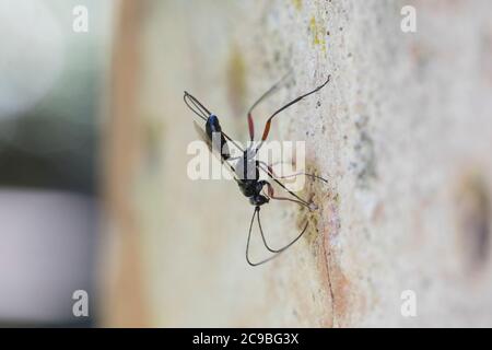 Schlupfwespe an Niströhre von Mauer-Lehmwespe (Ancistrocerus nigricornis), Weibchen sticht mit Legebohrer durch den Nestverschluss der Lehmwespe, Sten Stockfoto