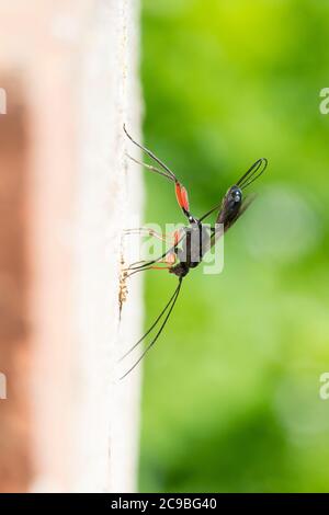 Schlupfwespe an Niströhre von Mauer-Lehmwespe (Ancistrocerus nigricornis), Weibchen sticht mit Legebohrer durch den Nestverschluss der Lehmwespe, Sten Stockfoto